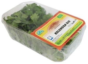8385KOLENDRA ŚWIEŻA BIO (POLSKA) (około 50 g)-1
