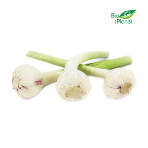 10281CZOSNEK ŚWIEŻY BIO (POLSKA) (około 125 g)-1