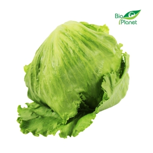 10785SAŁATA LODOWA ŚWIEŻA BIO (POLSKA) (około 0,30 kg)-1