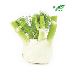 13385KOPER WŁOSKI ŚWIEŻY (FENKUŁ) BIO (około 0,45 kg)-1