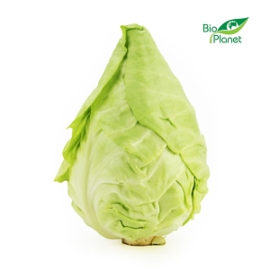 13989KAPUSTA SZPICZASTA ŚWIEŻA BIO (około 0,60 kg)-1