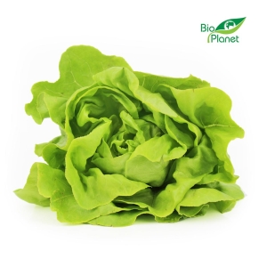 14475SAŁATA MASŁOWA ŚWIEŻA BIO (POLSKA) (około 0,20 kg)-1