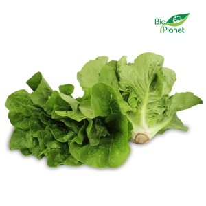 7753SAŁATA RZYMSKA MINI ŚWIEŻA BIO (POLSKA) (około 0,25 kg)-1