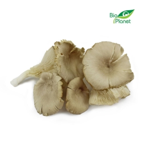 38636GRZYBY BOCZNIAKI ŚWIEŻE BIO (POLSKA) (około 0,20 kg)-1