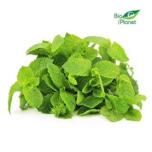 44305MIĘTA ŚWIEŻA BIO (POLSKA) (około 50 g)-1