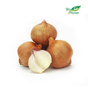 45050CEBULA SZALOTKA ŚWIEŻA BIO (około 0,50 kg)-1