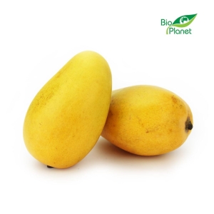 45915MANGO ATAULFO ŚWIEŻE BIO (około 0,20 kg)-1