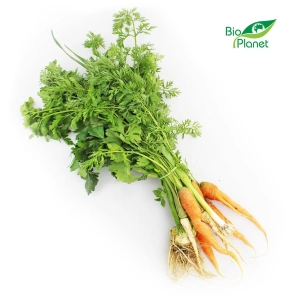 46188WŁOSZCZYZNA PĘCZEK ŚWIEŻA BIO (POLSKA) (około 0,40 kg)-1