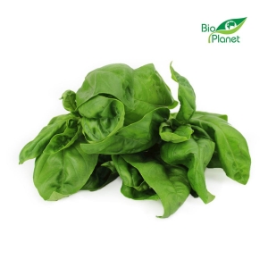 46335BAZYLIA ŚWIEŻA BIO (POLSKA) (około 50 g)-1