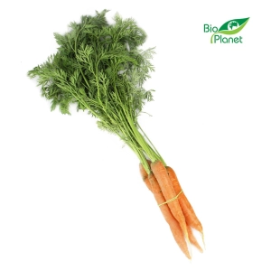 46354MARCHEW MŁODA Z NATKĄ ŚWIEŻA BIO (POLSKA) (około 0,30 kg)-1