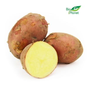 46516ZIEMNIAKI CZERWONE MŁODE ŚWIEŻE BIO (POLSKA) (około 2,00 kg)-1