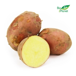 46516ZIEMNIAKI CZERWONE MŁODE ŚWIEŻE BIO (POLSKA) (około 2,00 kg)-1