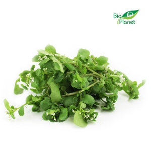 47692RUKIEW WODNA ŚWIEŻA NIEMYTA BIO (POLSKA) (około 50 g)-1